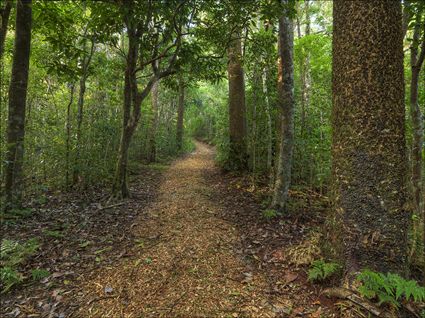 Rainforest Parth - Norfolk Island - NSW SQ (PBH4 00 12350)